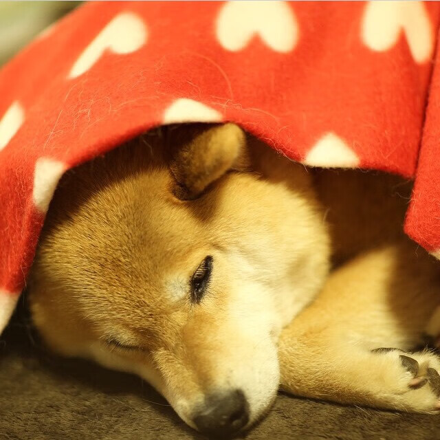 钢材现货今日行情（钢材现货今日行情最新消息）